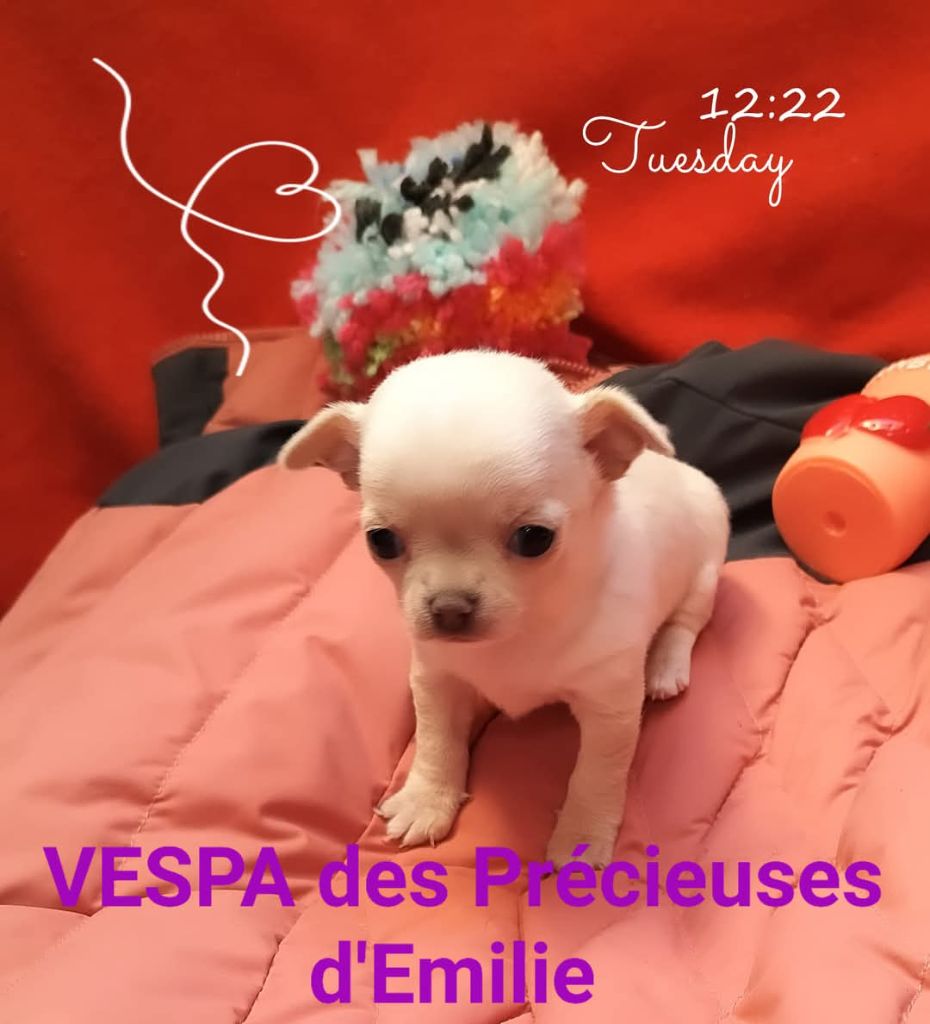 Des Précieuses D'Emilie - Chiot disponible  - Chihuahua