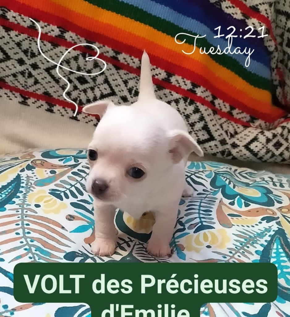 Des Précieuses D'Emilie - Chiot disponible  - Chihuahua