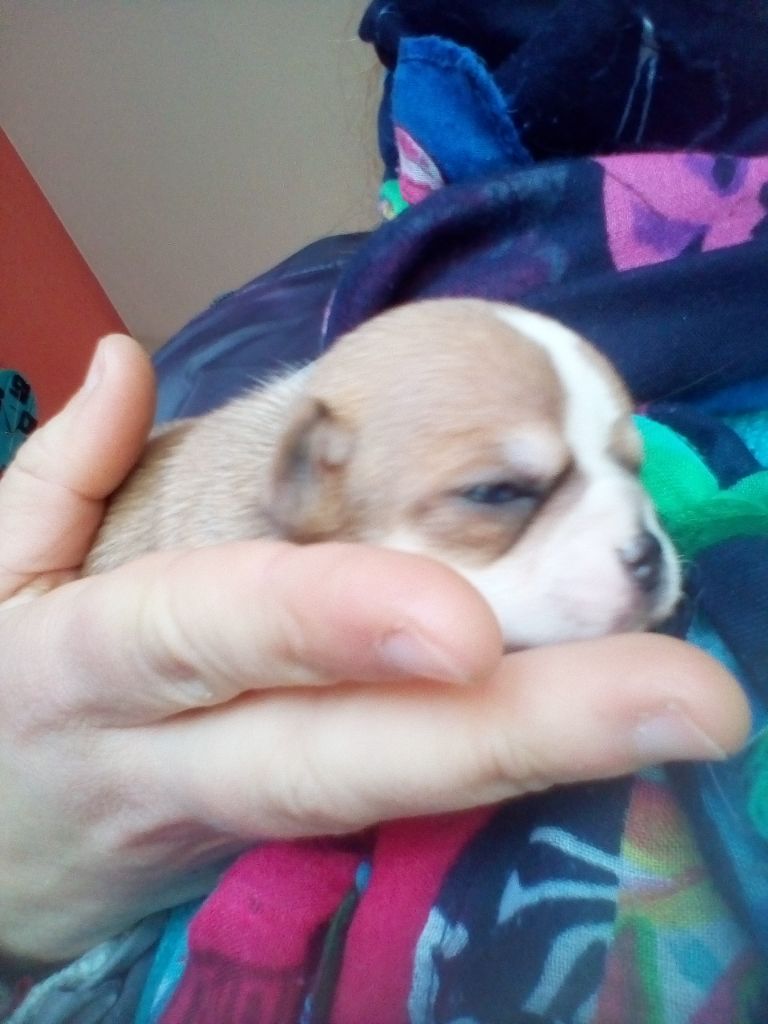 Bébés chichis